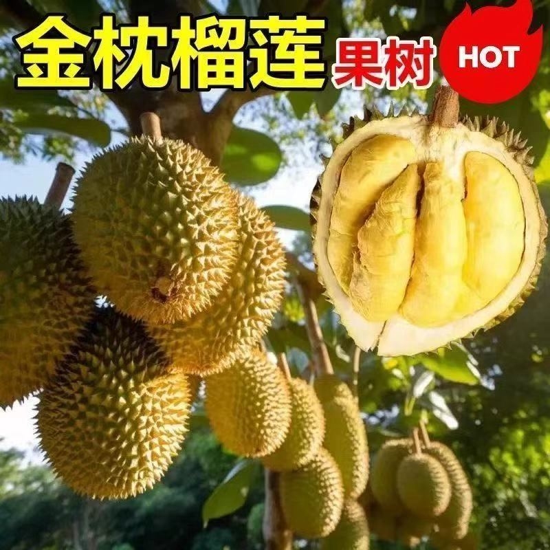 猫山王金枕头榴莲苗耐寒耐热新品种矮化南北方均可种植带土带叶子