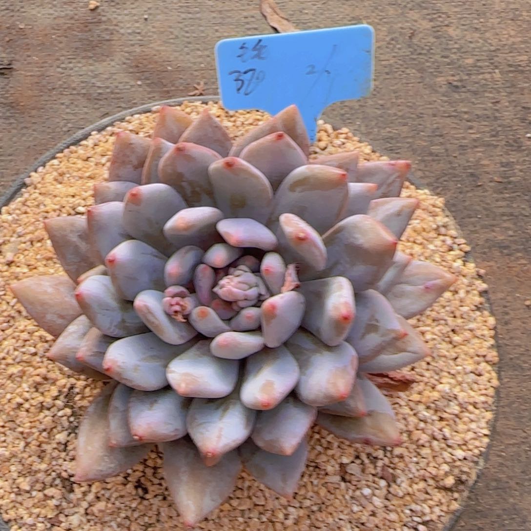 毛毛猫姐姐多肉植物