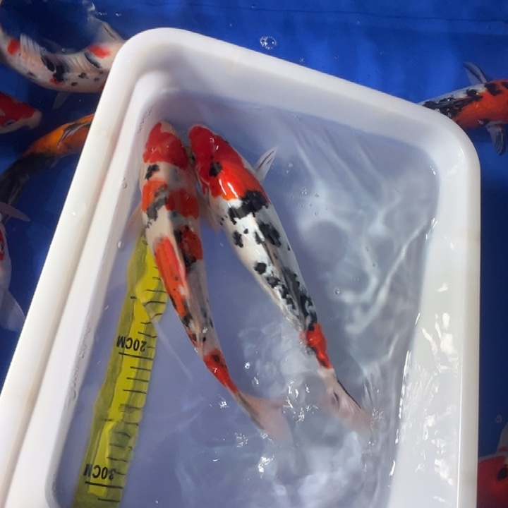 锦鲤锦鲤红白三色