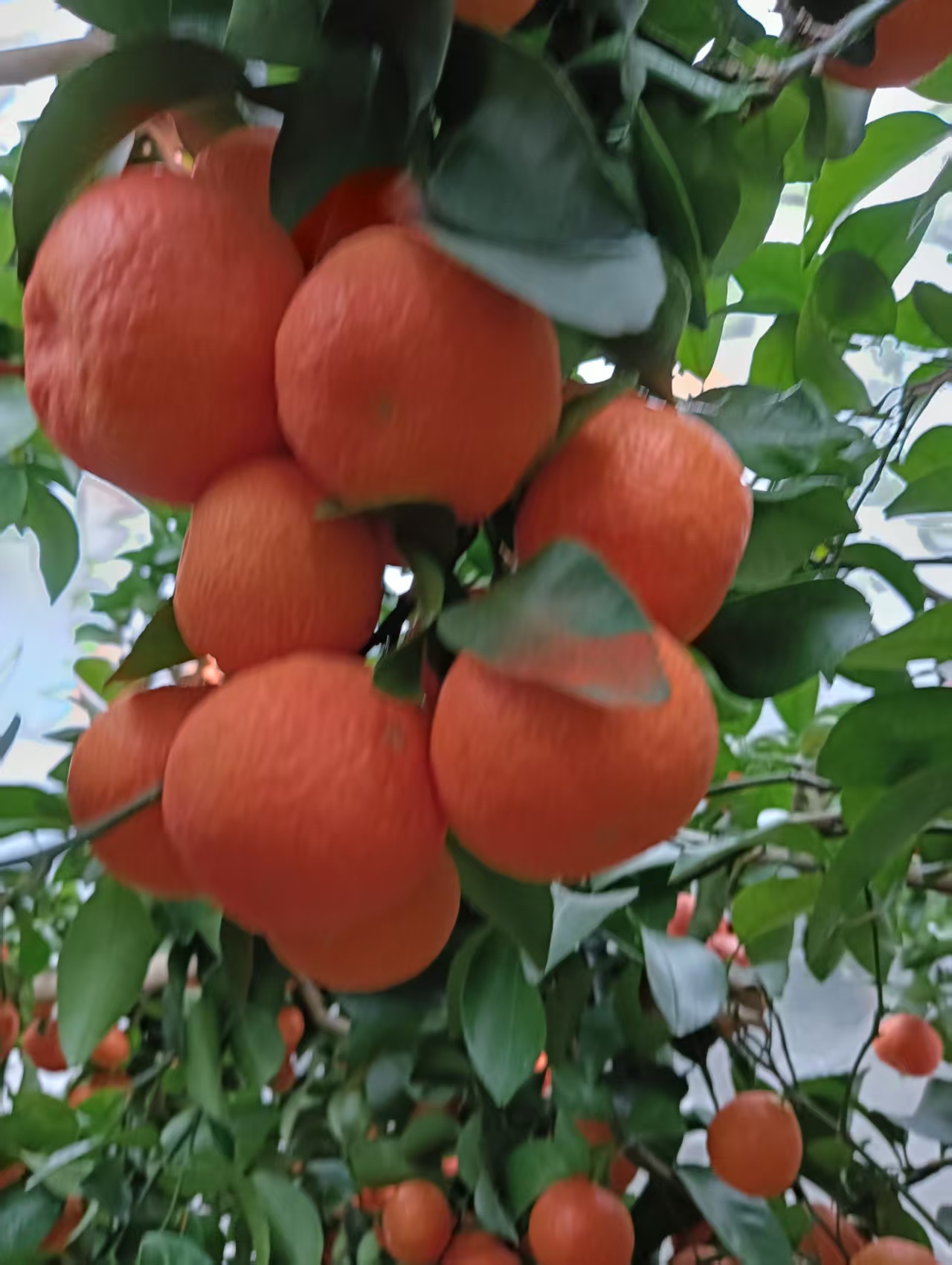 广西桂林砂糖橘自然生长