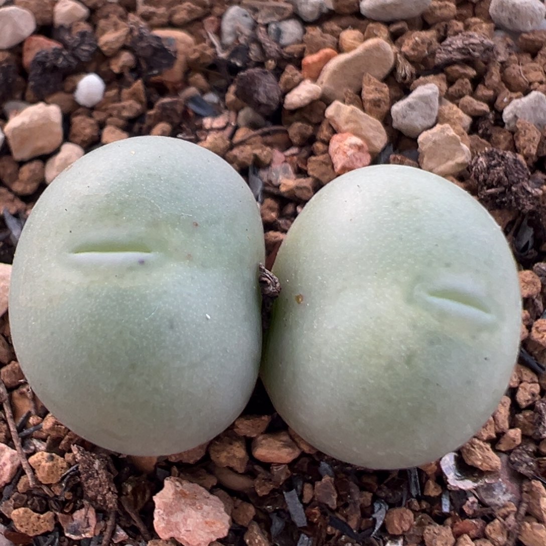 56多肉植物百科植物