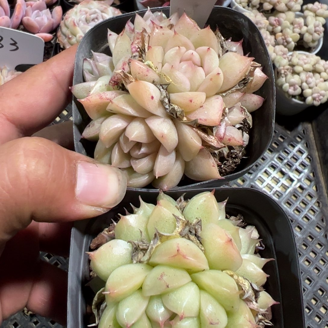 多肉植物多肉植物