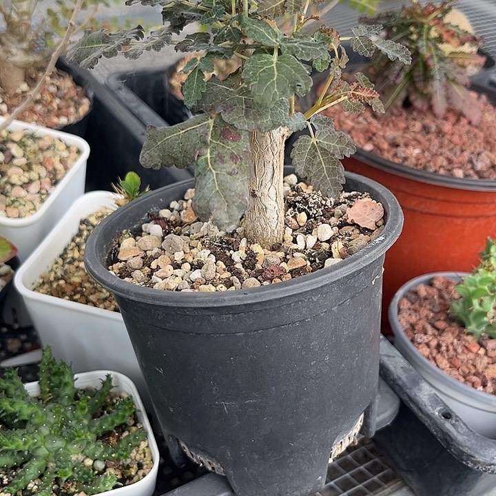 迪奥斯乳香多肉植物