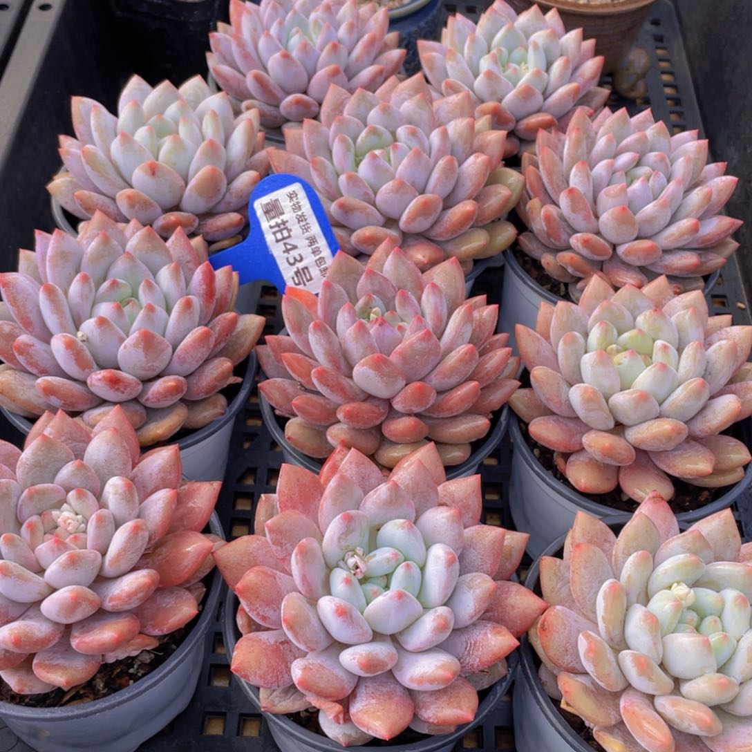 量拍43号 半夏母本大单头一个