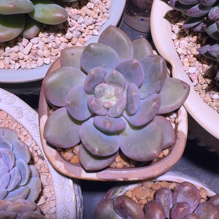 X系列美人新品 一物一拍