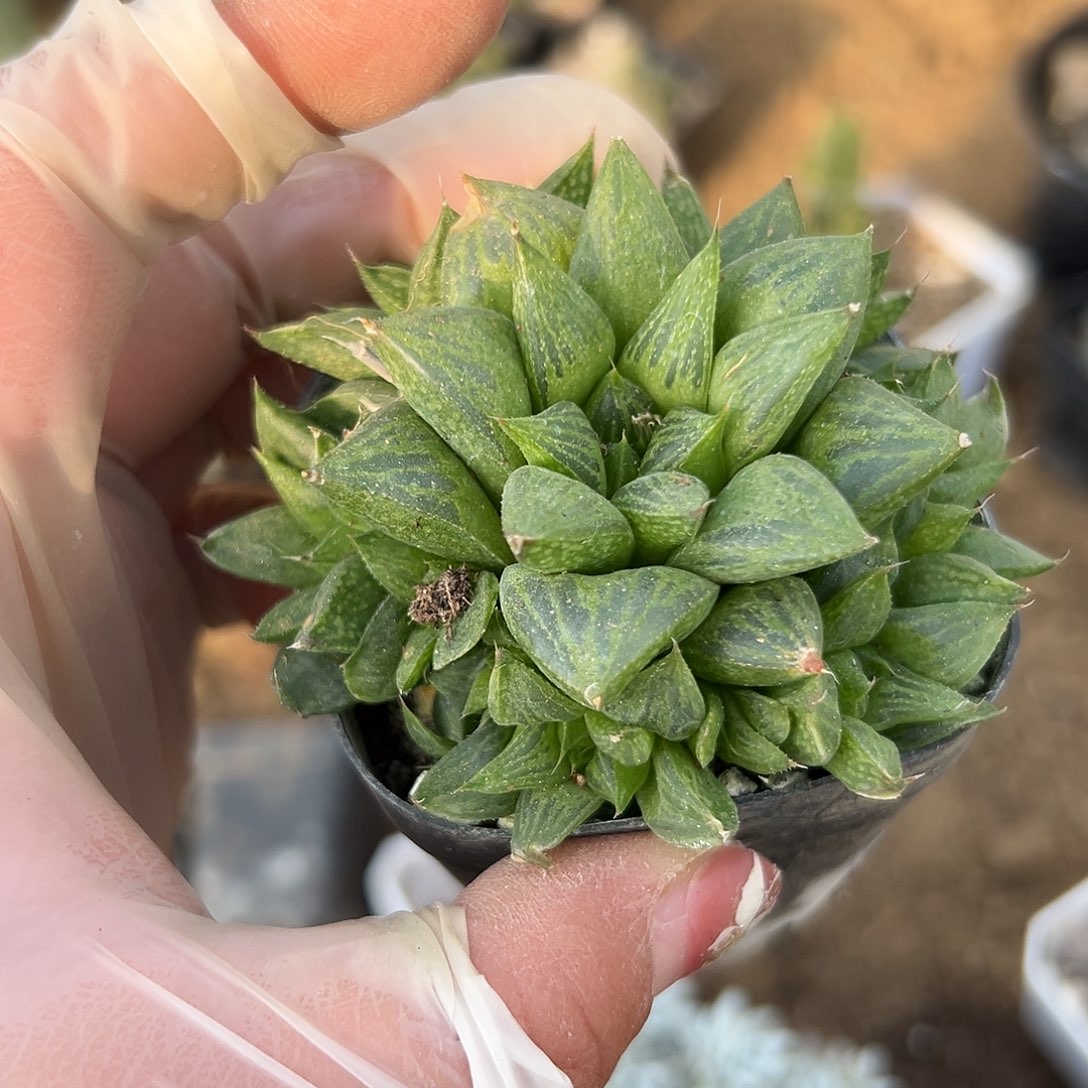 多肉植物多肉植物