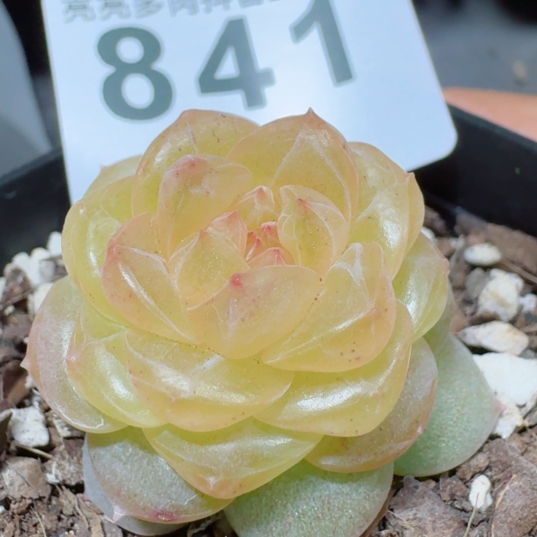 黄桃珍妮       多肉植物