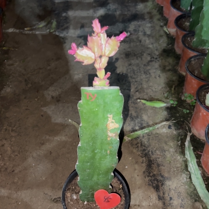 用***8当前无花栽培后可以开花太阳95