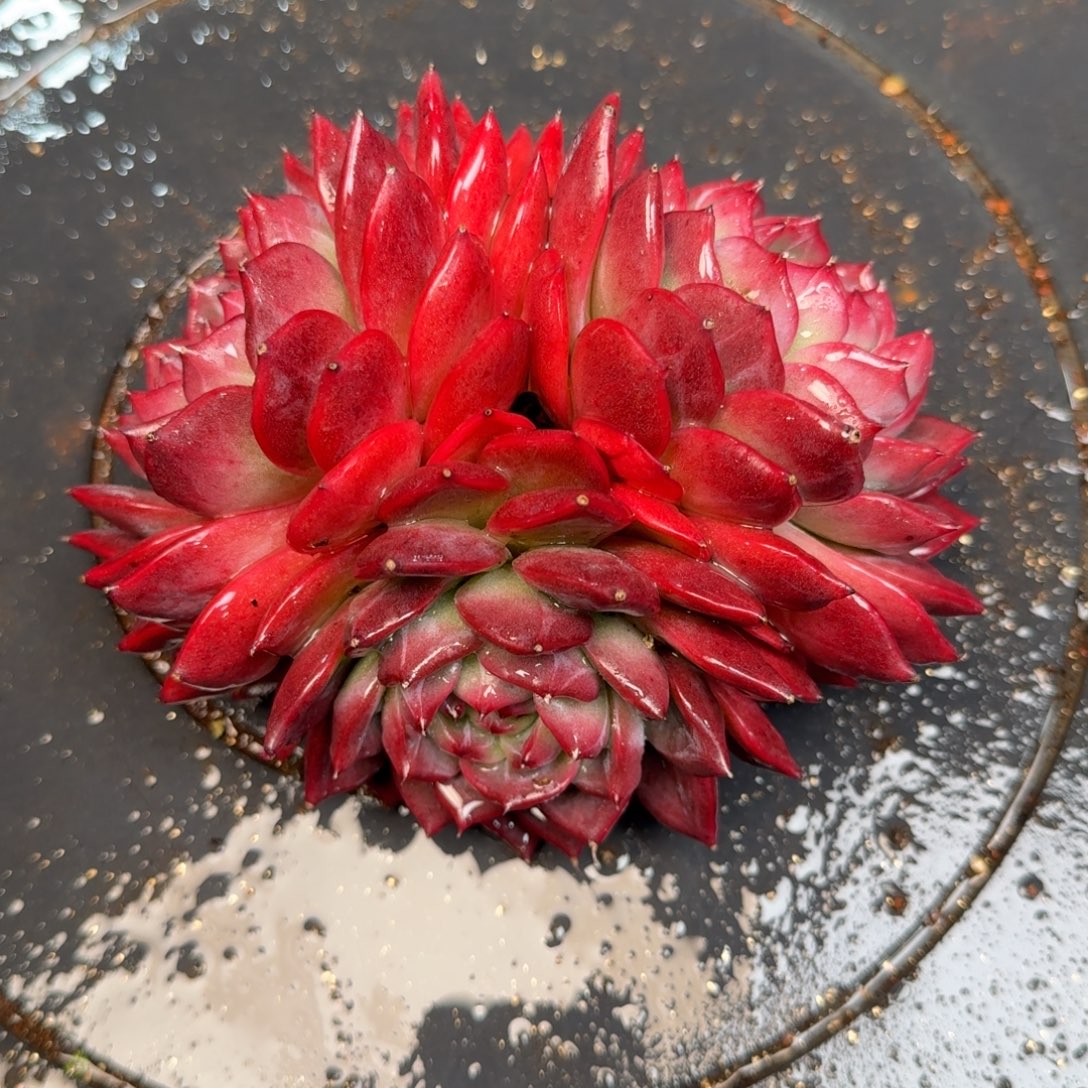 从前慢多肉精选编号1210.163