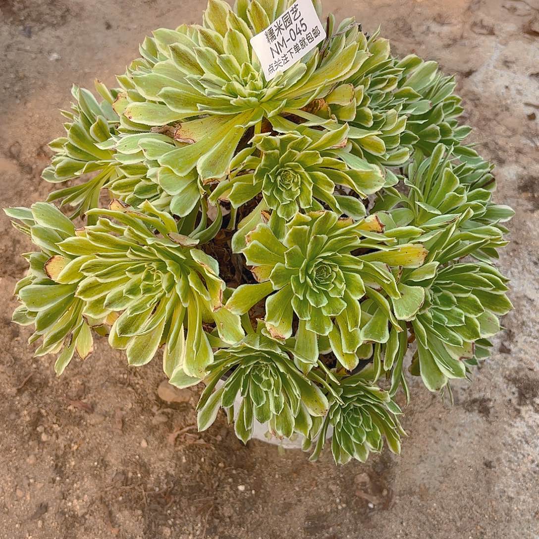 碧浪多肉植物45老庄