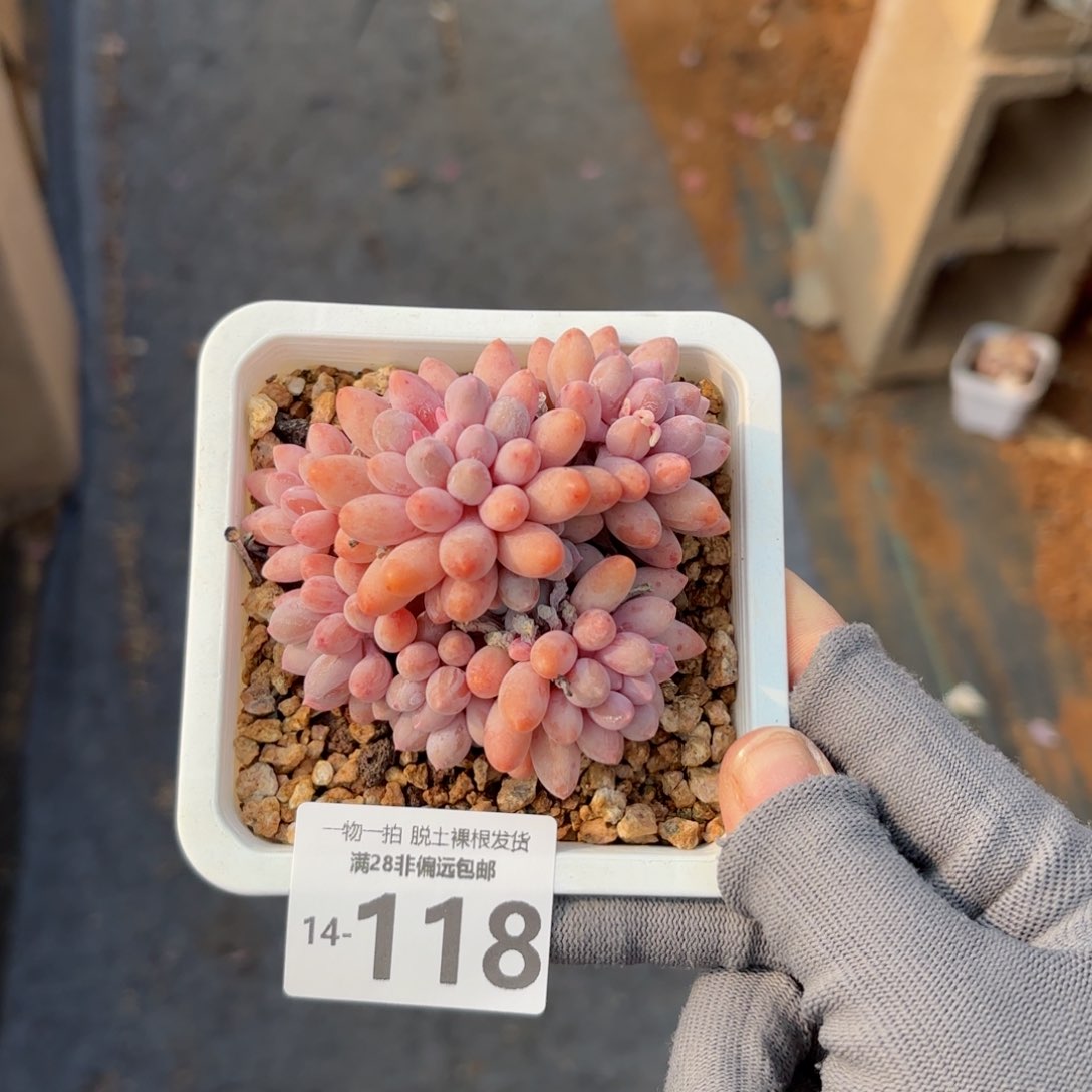 婴儿手指老桩多肉