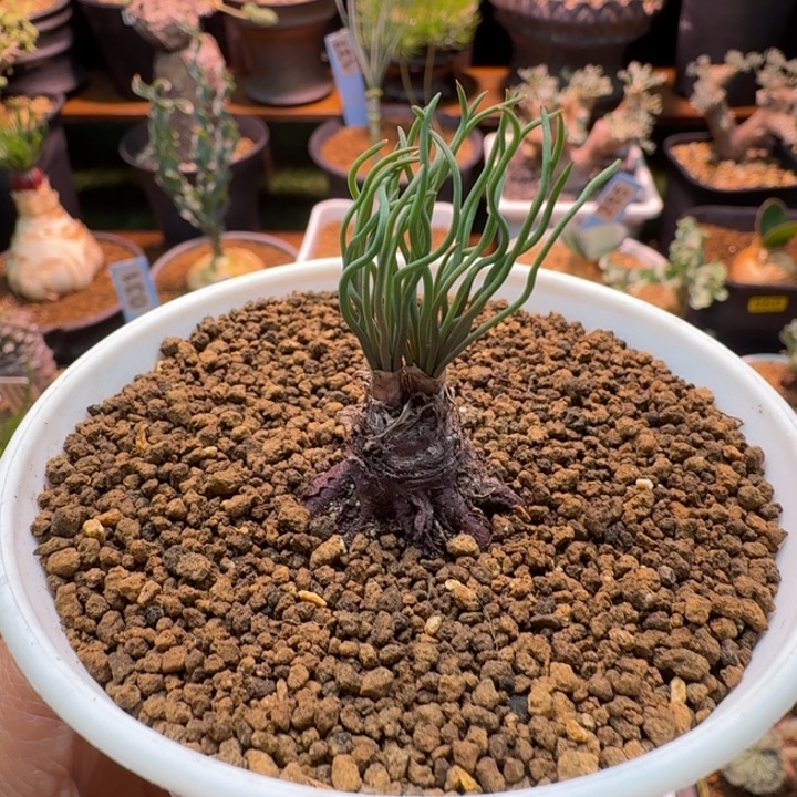 方便面弹簧草031 仙人球