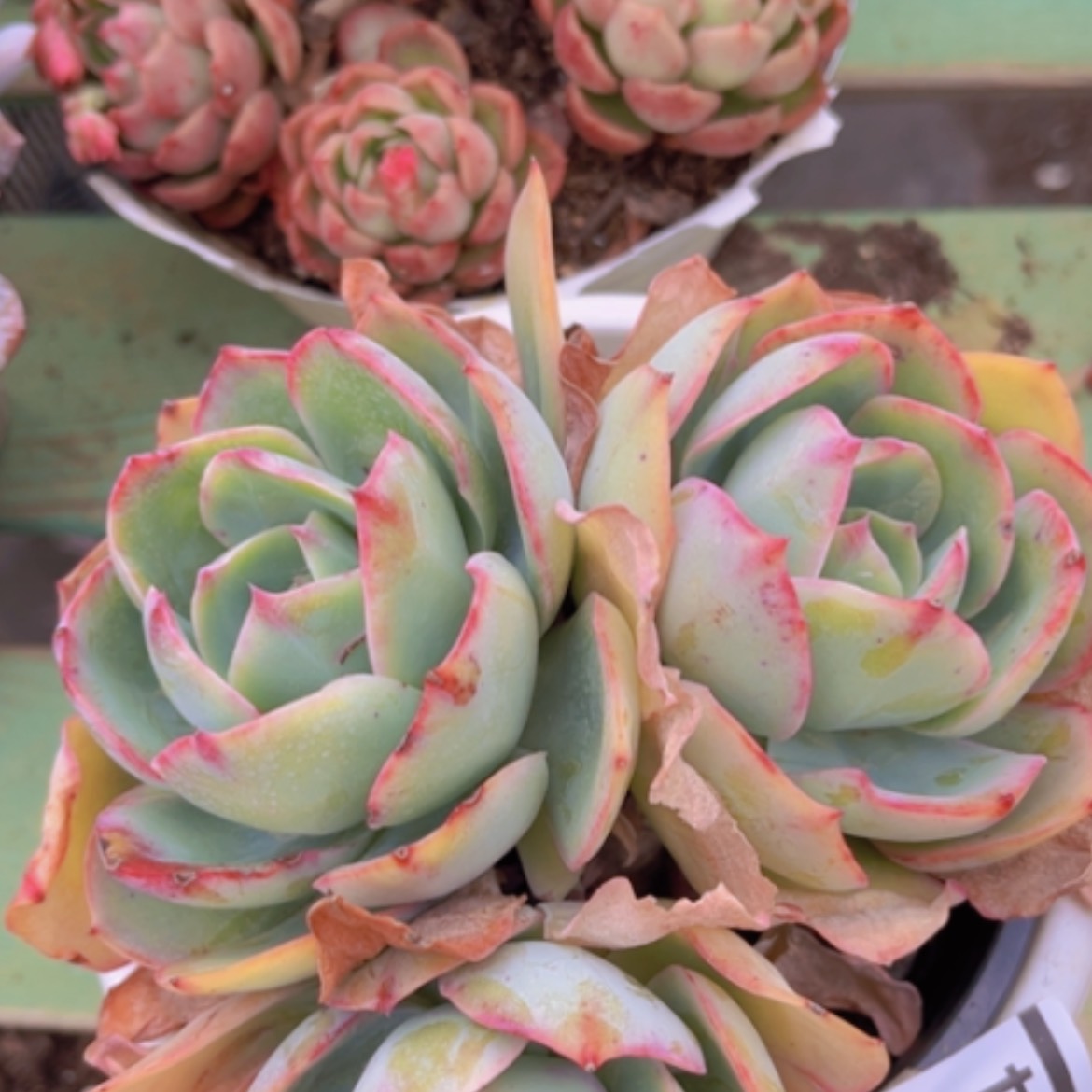 【闪购商品】美国蓝光16194