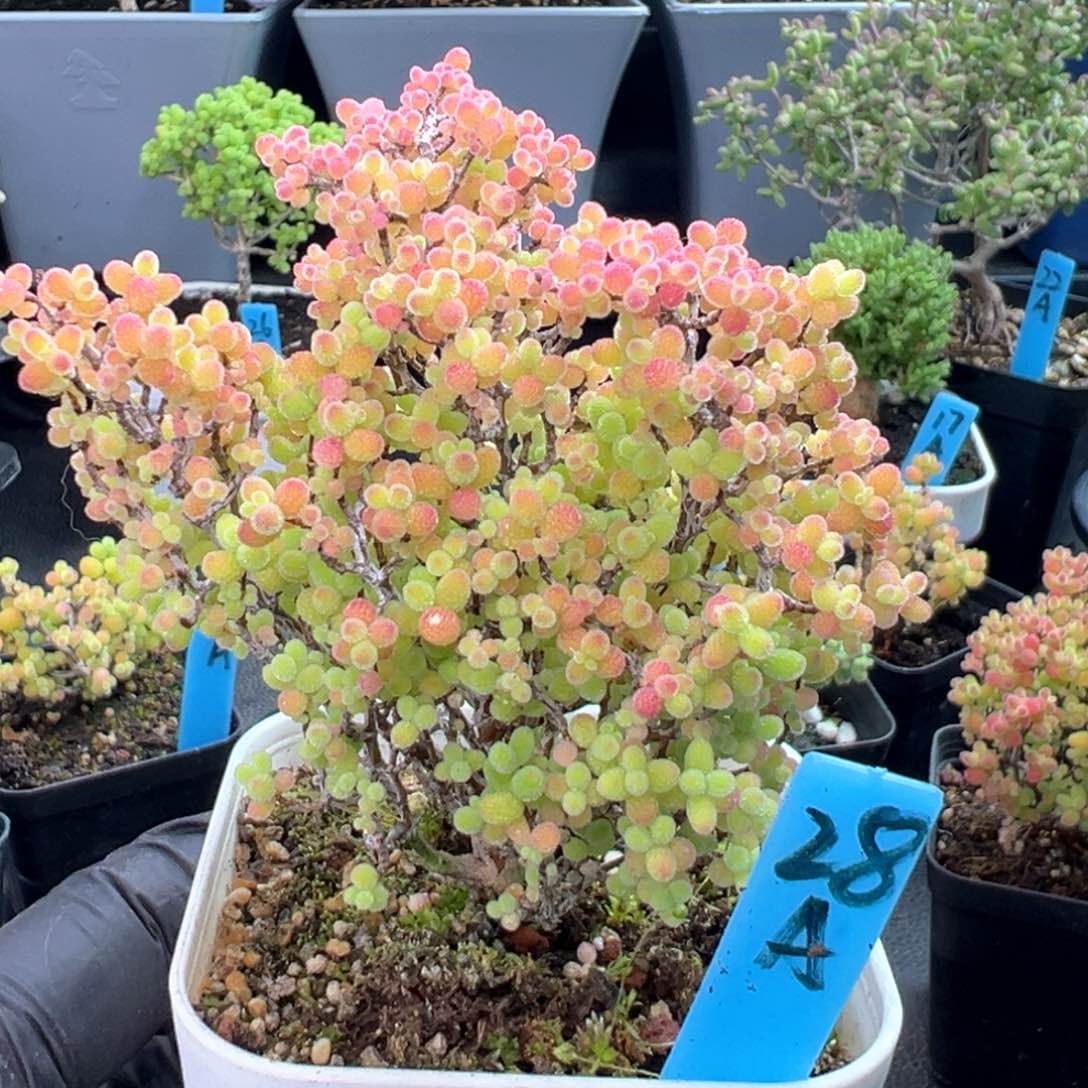 精控蜜橘糖球28号