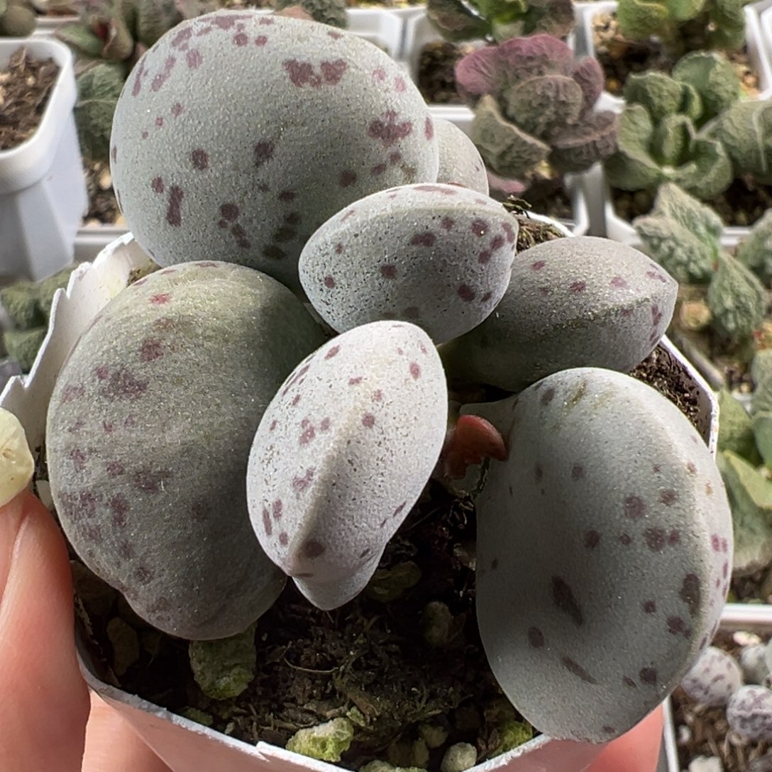 花蛋多头纯木质桩多肉植物