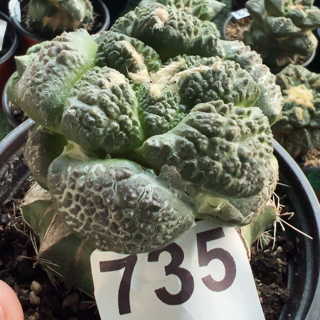 无花朵福利大尤连山牡丹735