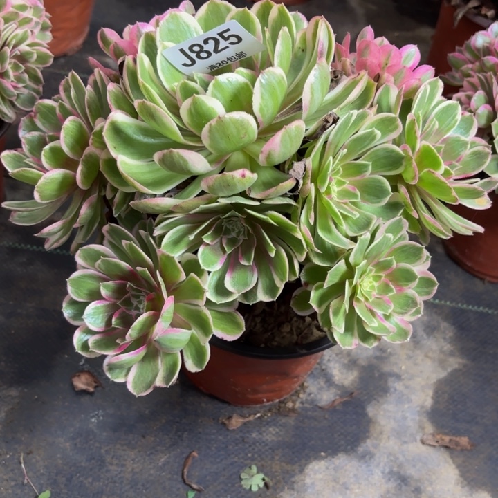 瑞妈多肉园艺825孔雀翎