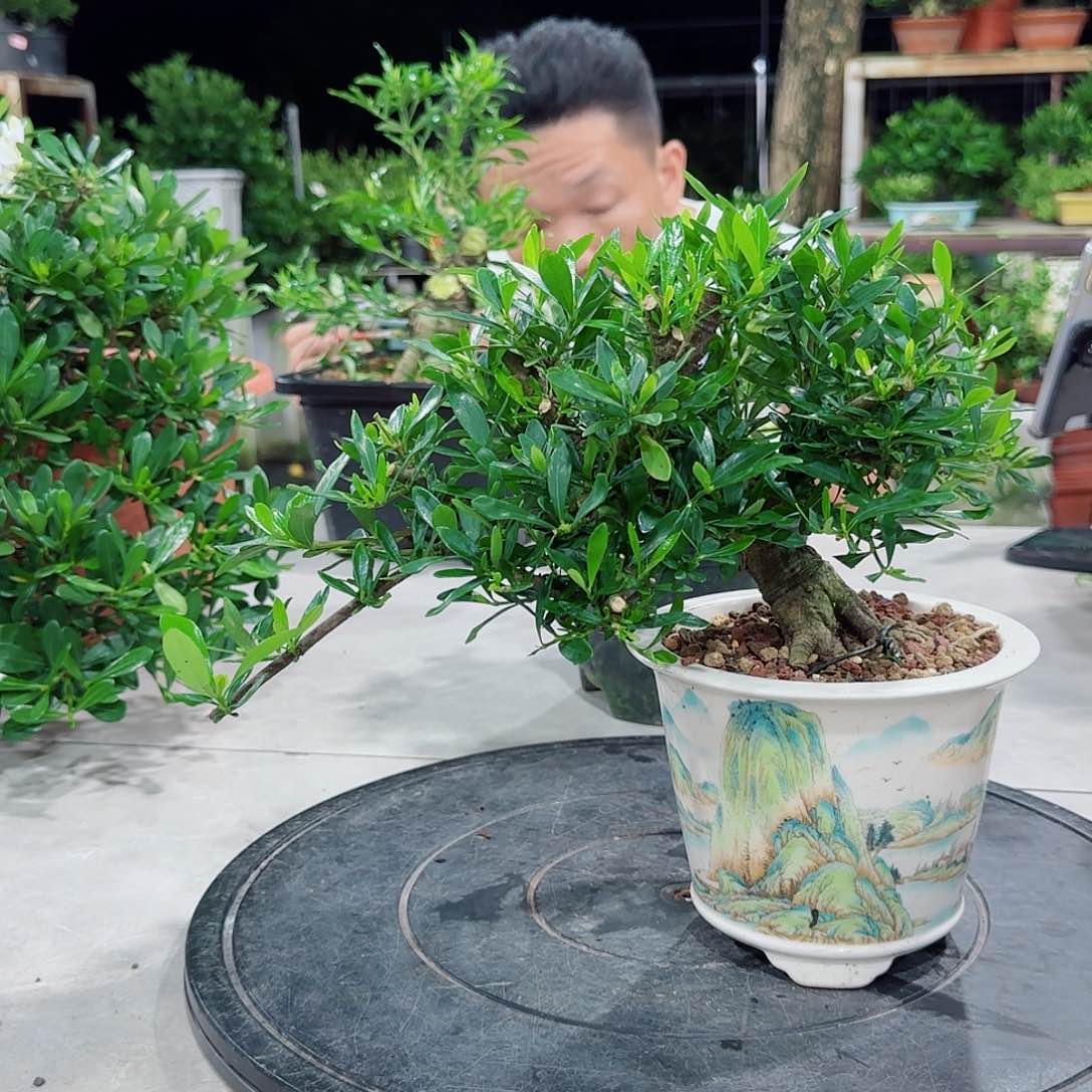 当前无花朵，栽培后可花朵清****