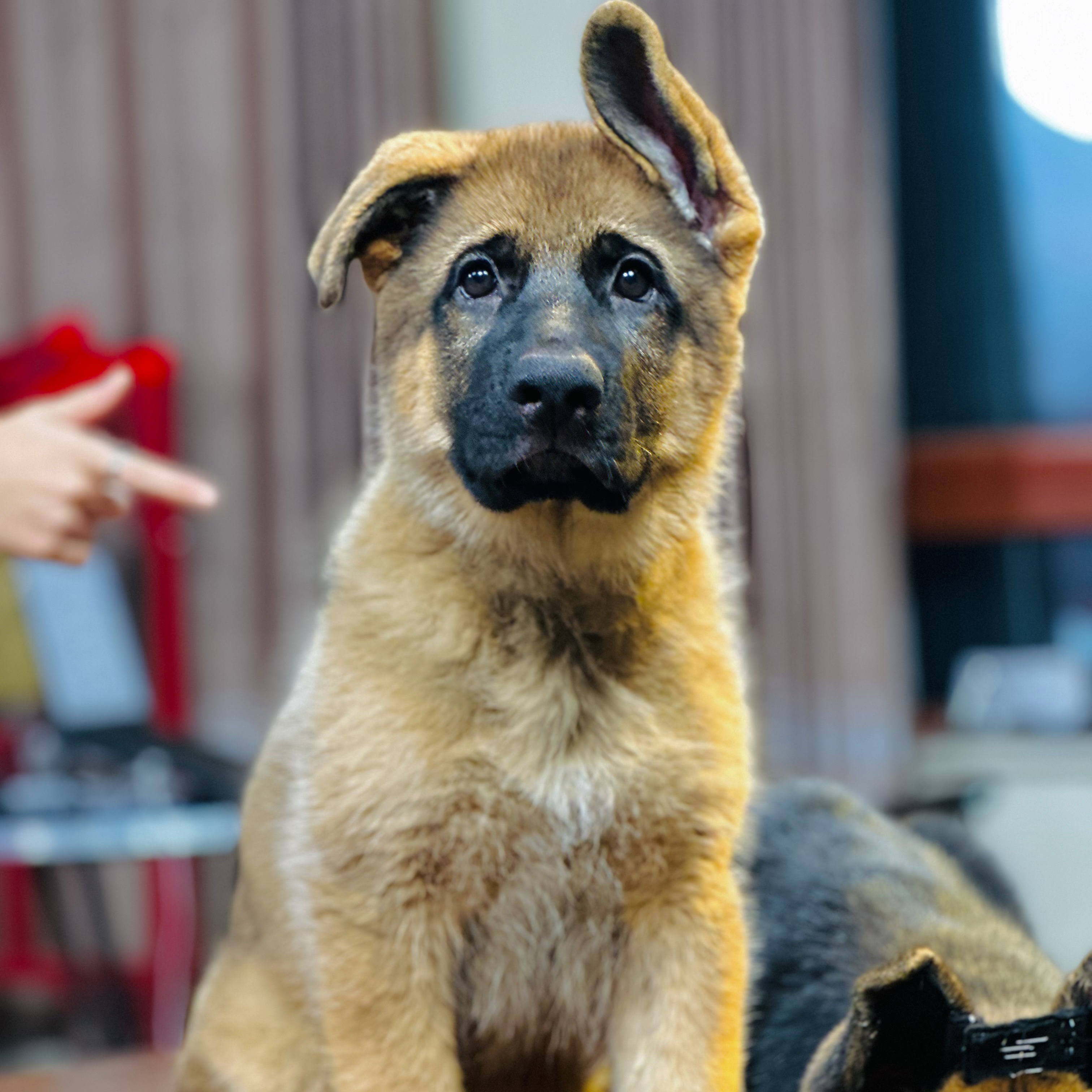 【西德甄选】西德牧羊犬乌蓝&恩寇女儿幼犬母 米奇