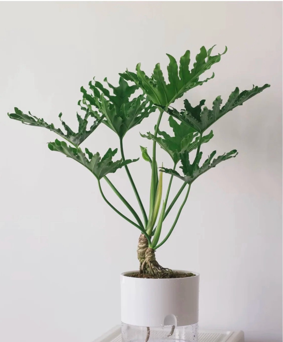 室内绿植龙鳞春羽大叶片四季常青土培水培净化空气