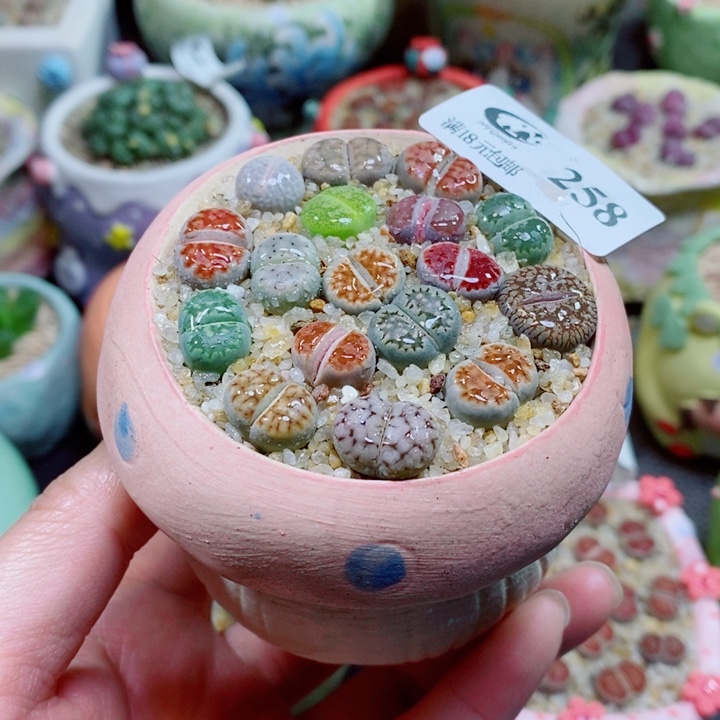 生石花花花花花花258