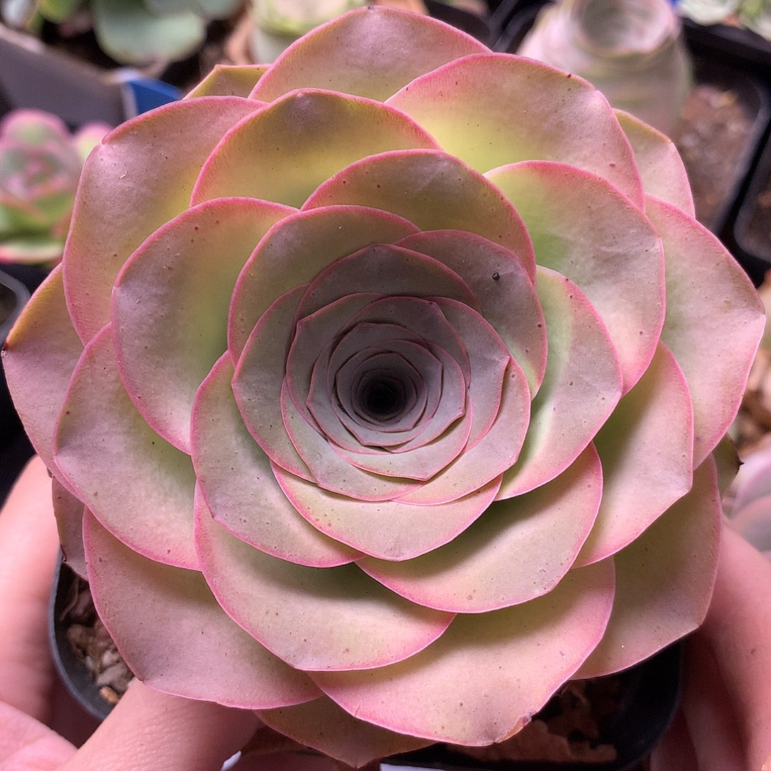 一物一拍星辰浪花080