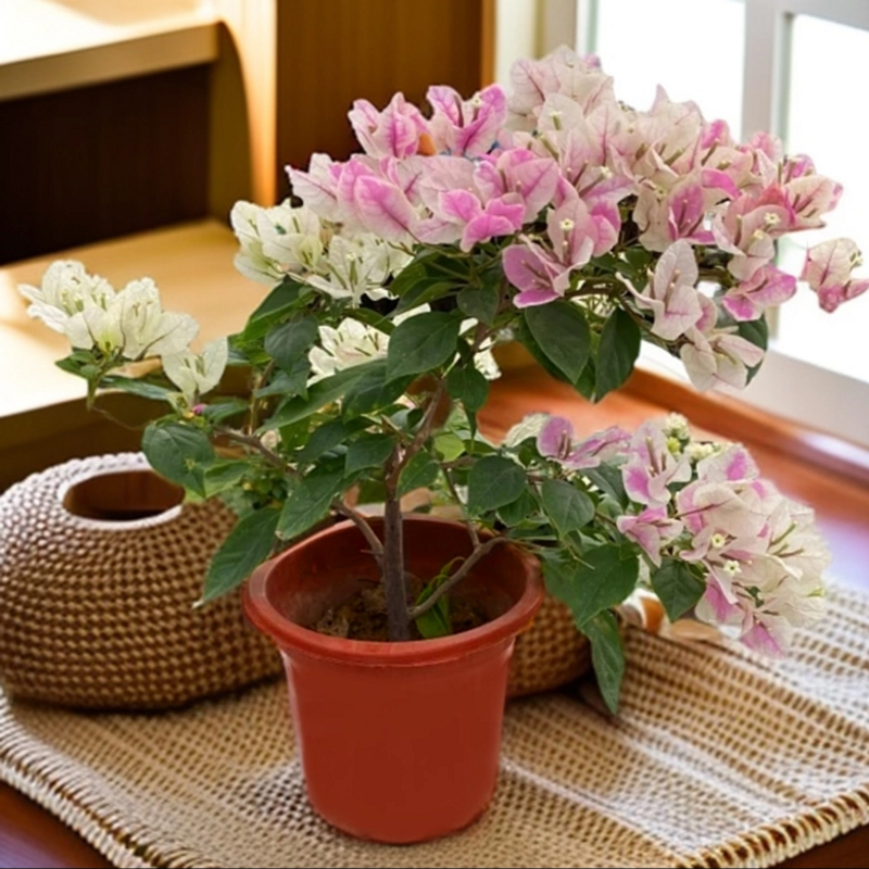 【漳红樱】三角梅原盆大颗四季开花高级色系基地盆带土带花好养易活