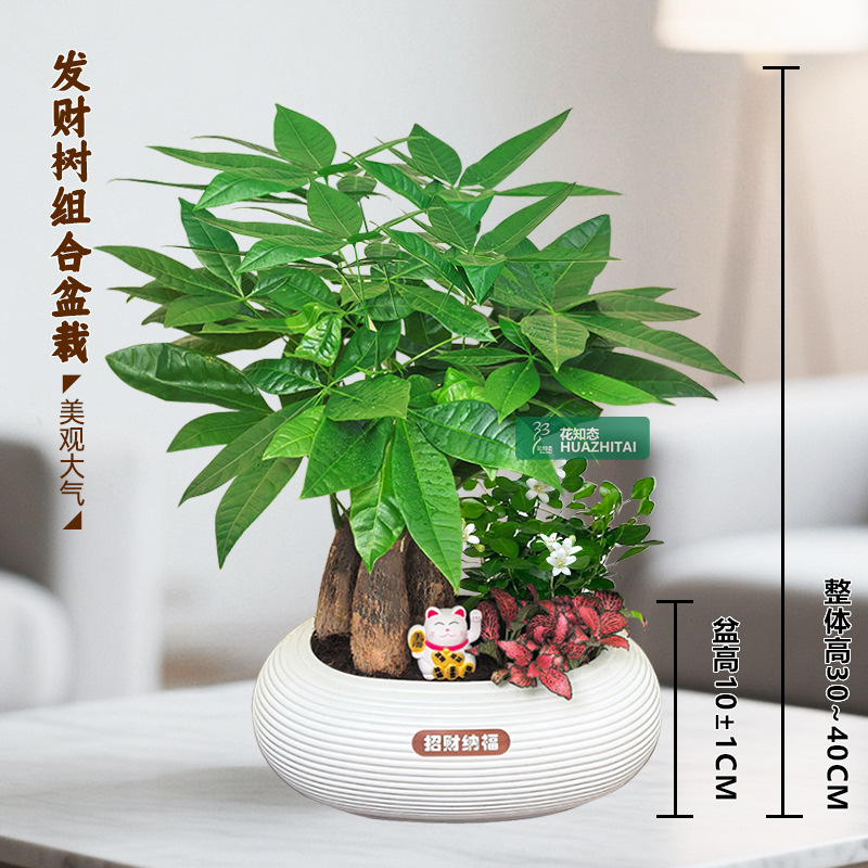 【发财树组合盆栽】绿植（30~40CM）办公桌面盆栽好养常青植物美