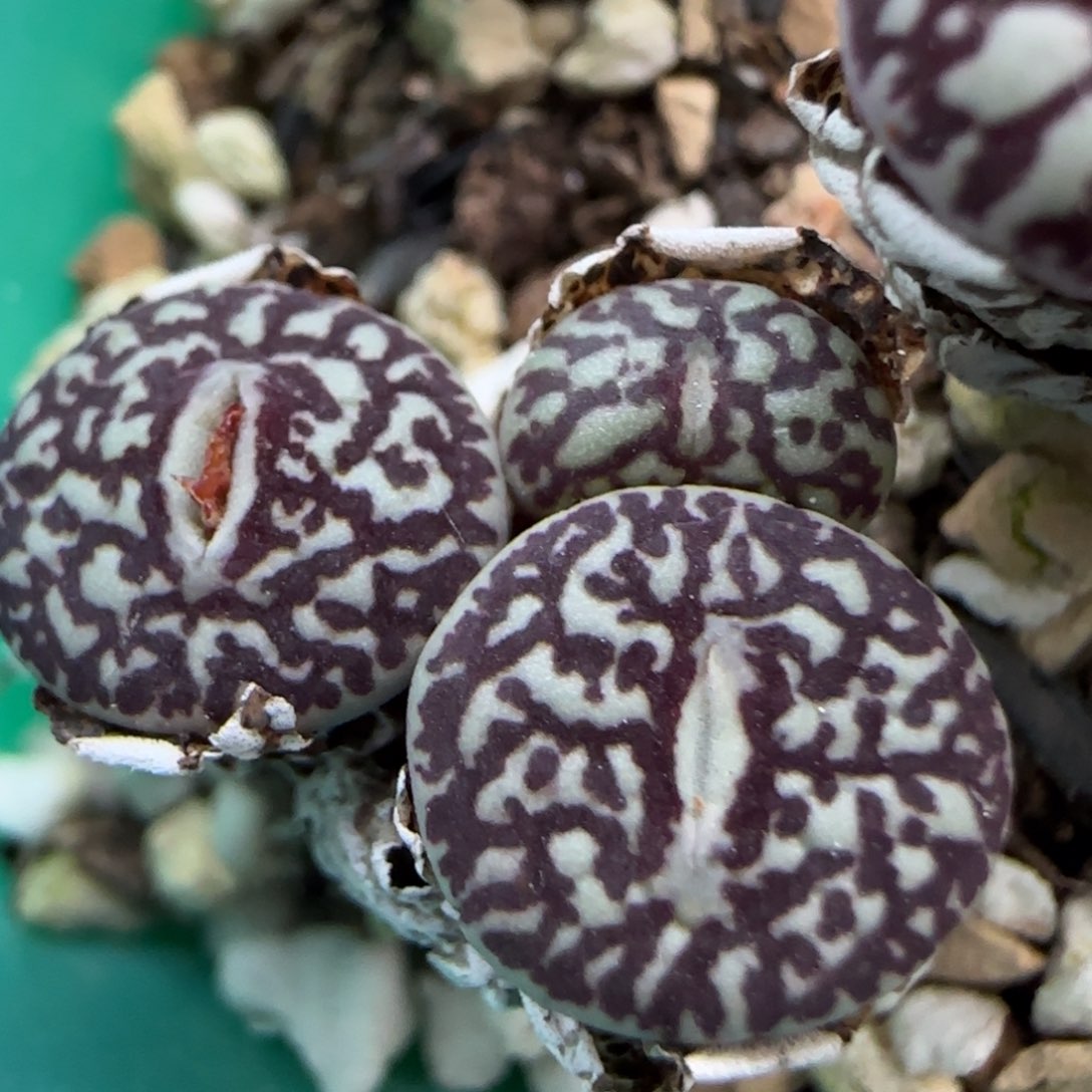 1.22 上播福利 墨小锥 6008