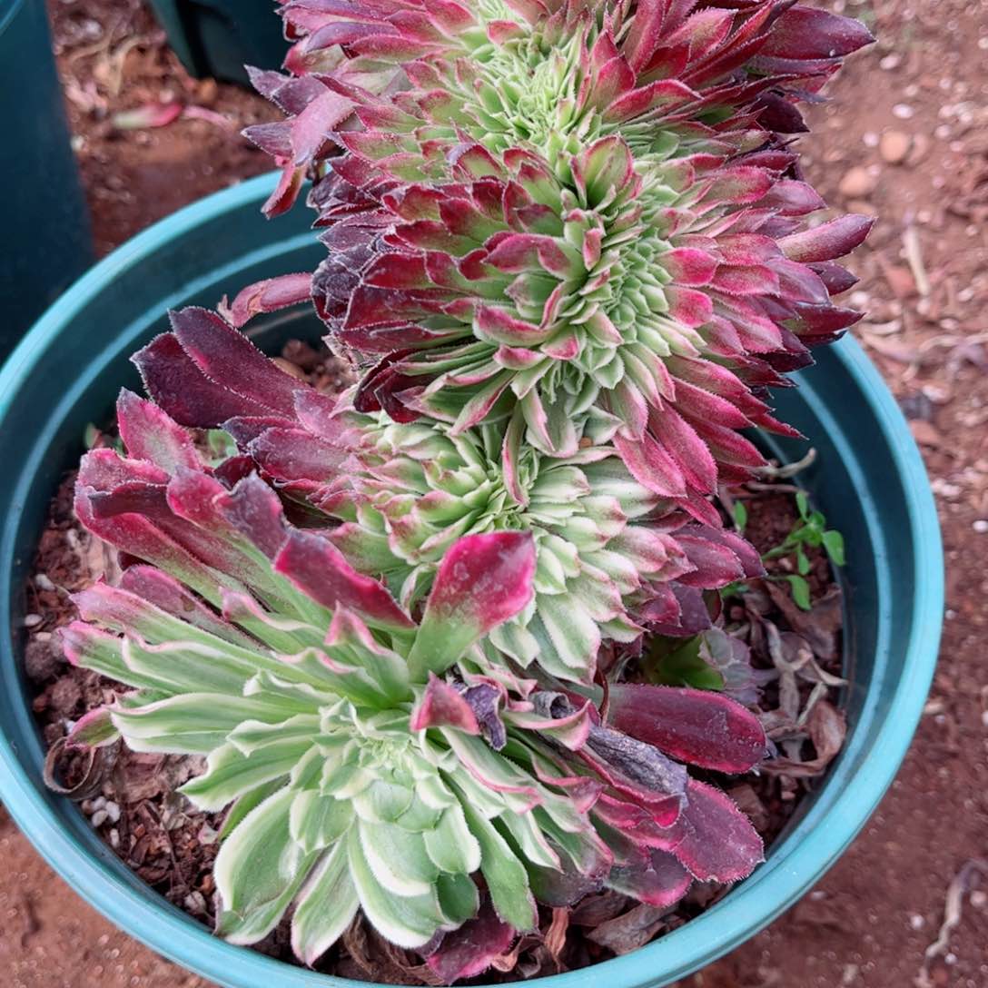 多肉植物798皱叶