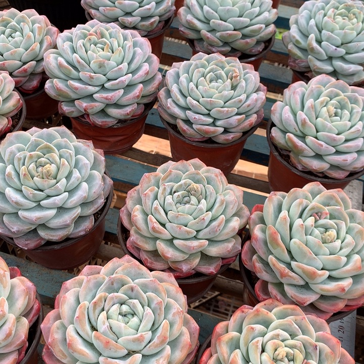 超大母本单头冰玉两单包邮