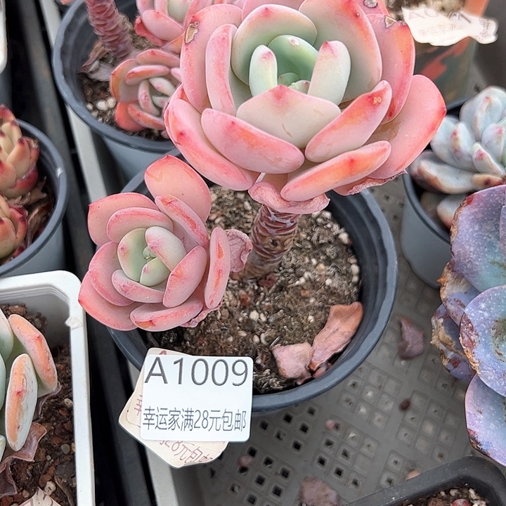 幸运的是我的朋友们都