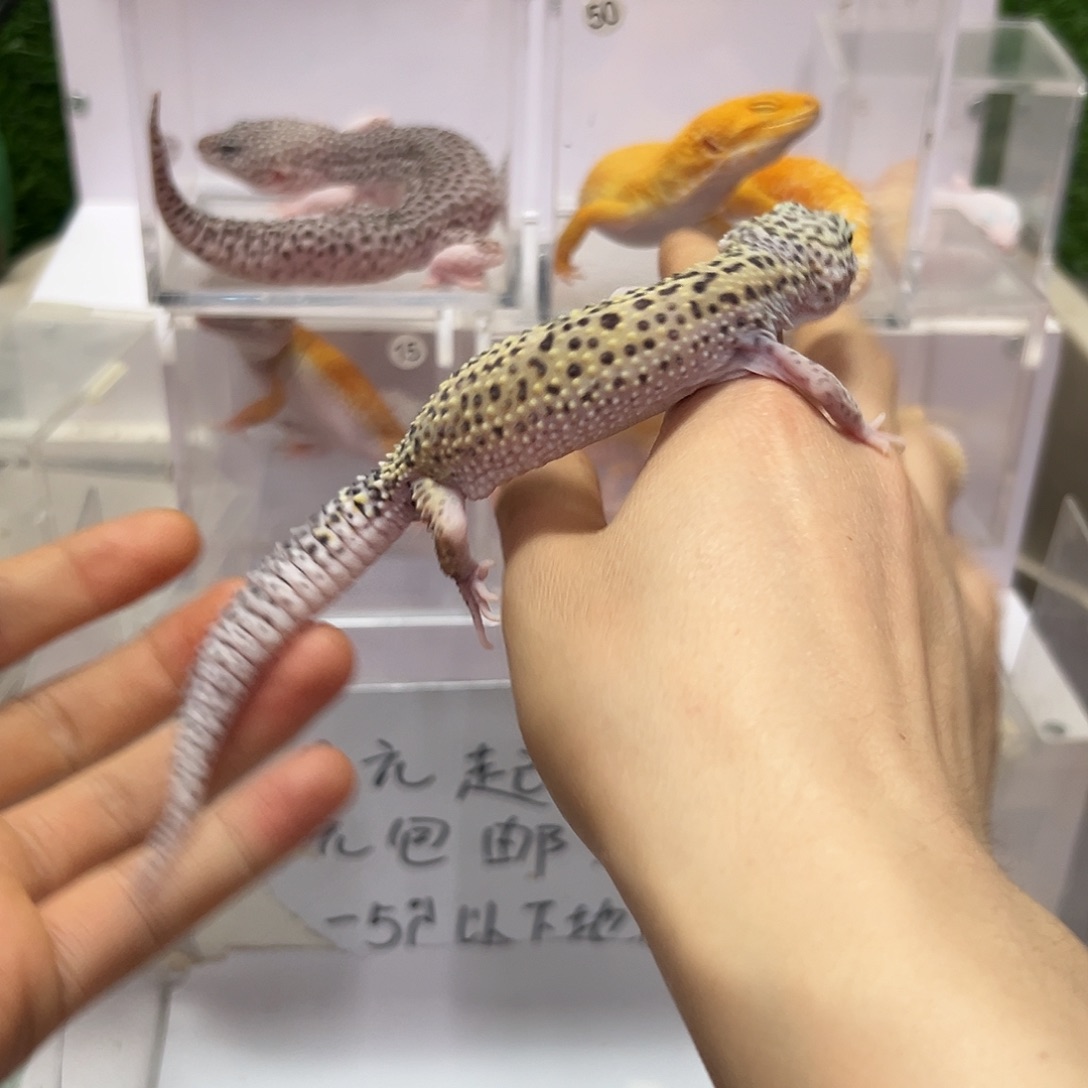 豹纹守宫豹纹守宫