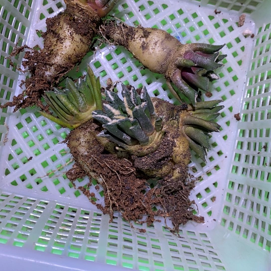 R***a实生姬黑牡丹5颗福利