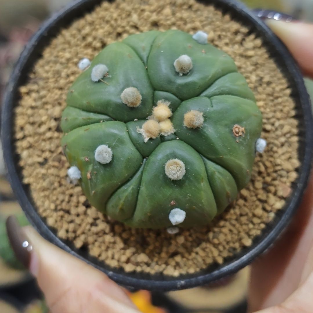 实生根龟甲复棱兜