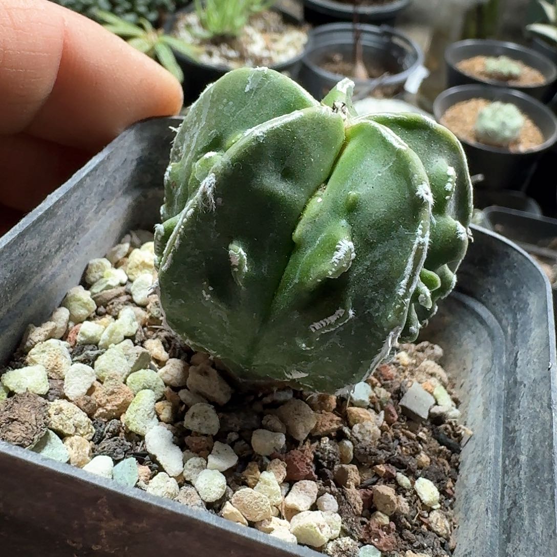 364核桃瑞凤玉脱土发货