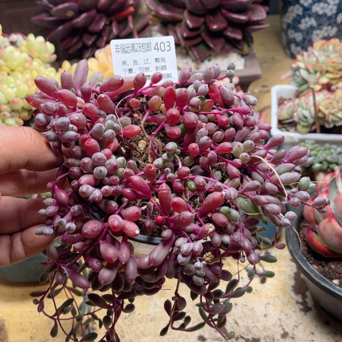 【闪购商品】403紫葡萄