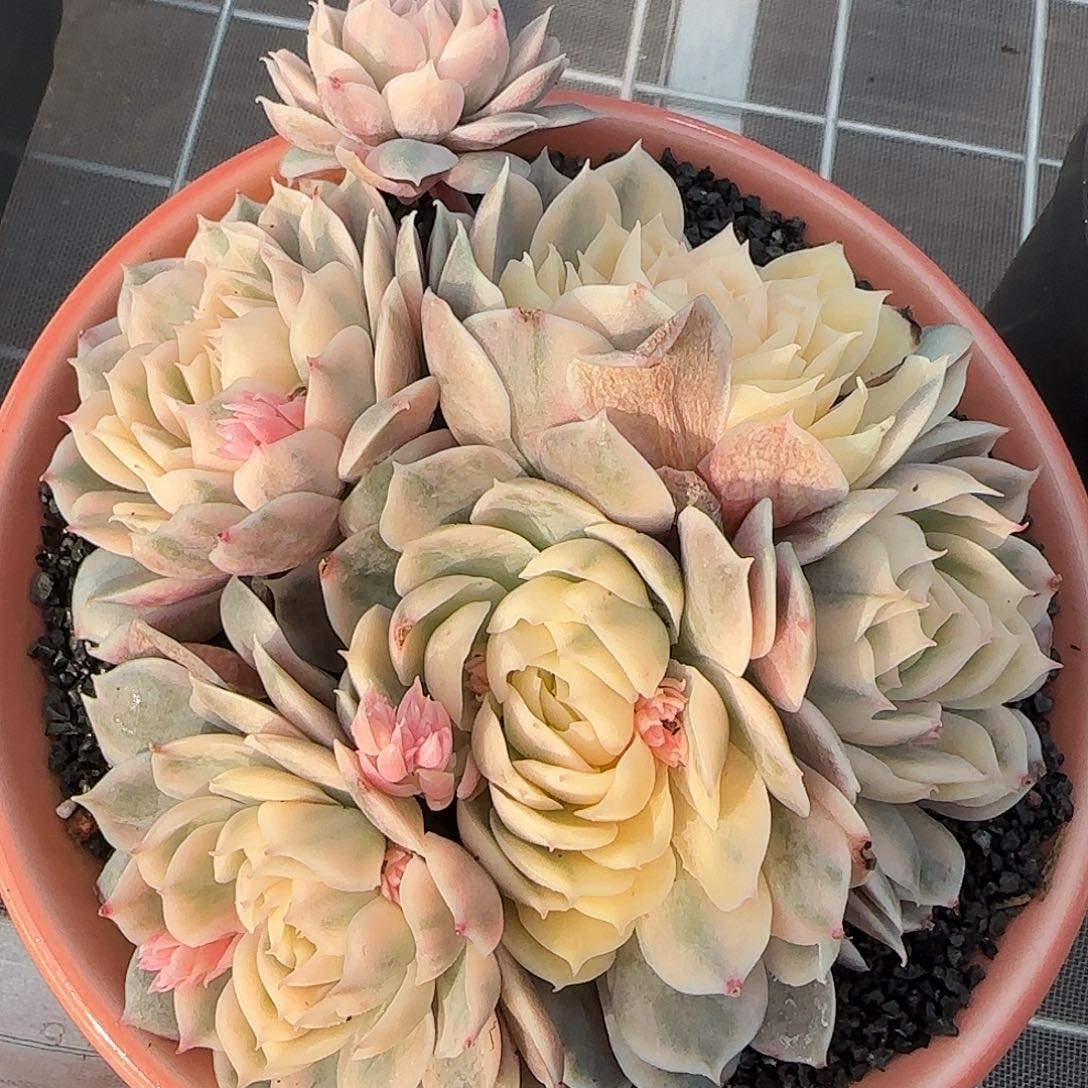 从前慢花园精选昂斯诺锦群