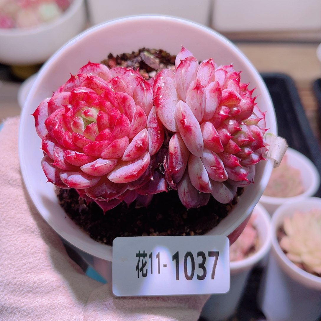 花利美11-1037天鹅绒
