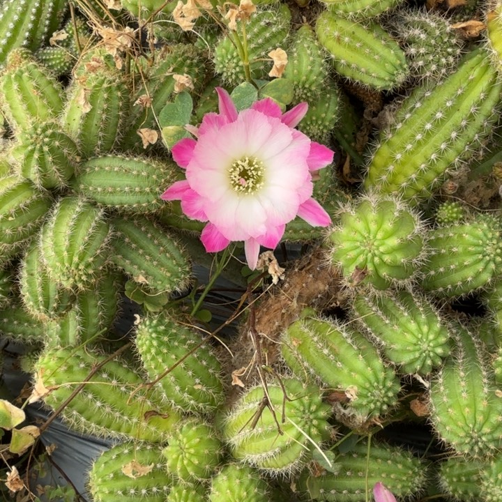 白檀仙人掌1007侧芽一个