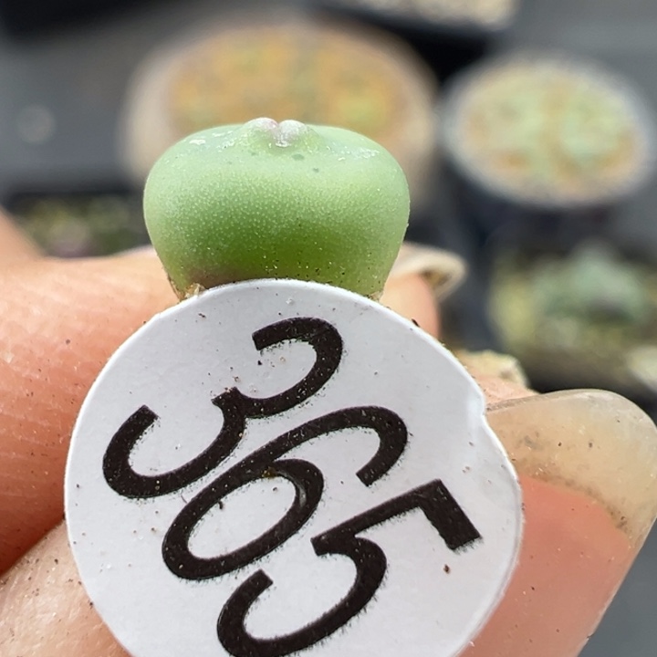 365号12121111221111