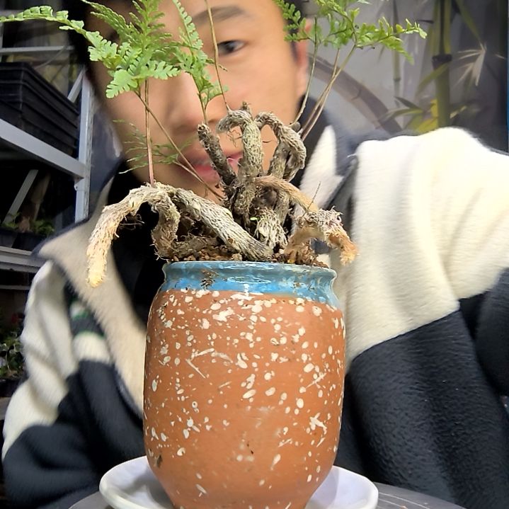 点***指中青园艺一物一拍花451