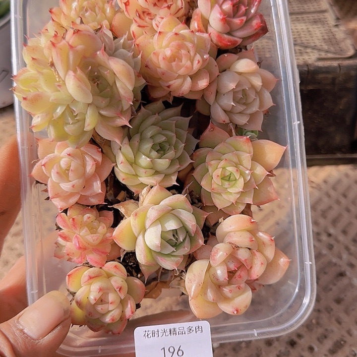 花时光精品多肉196