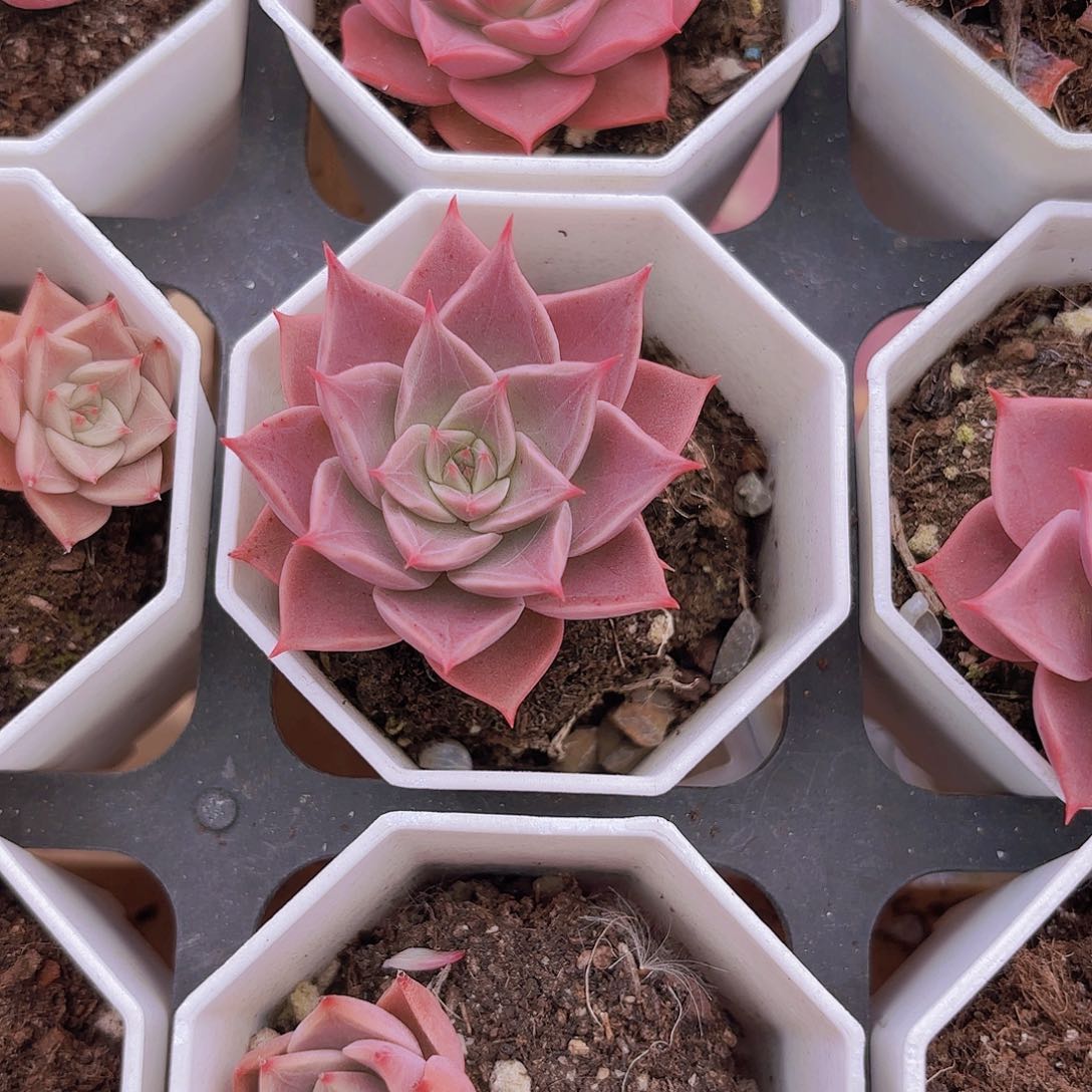 精品米亚多肉植物