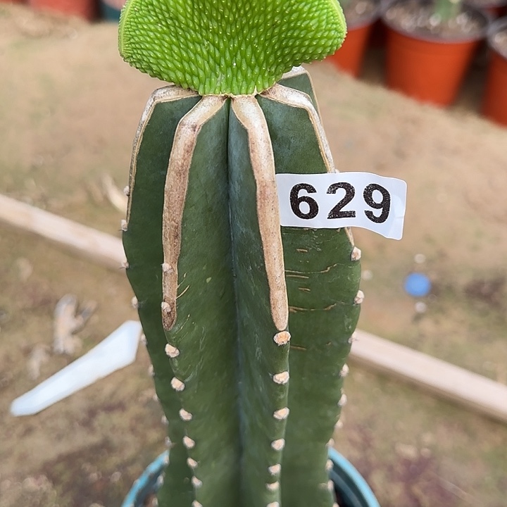 碧***槟无花朵嫁接青蛇缀629
