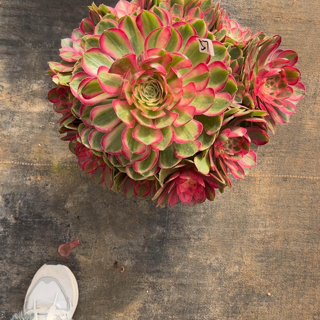 57孔雀翎多肉多肉多破事