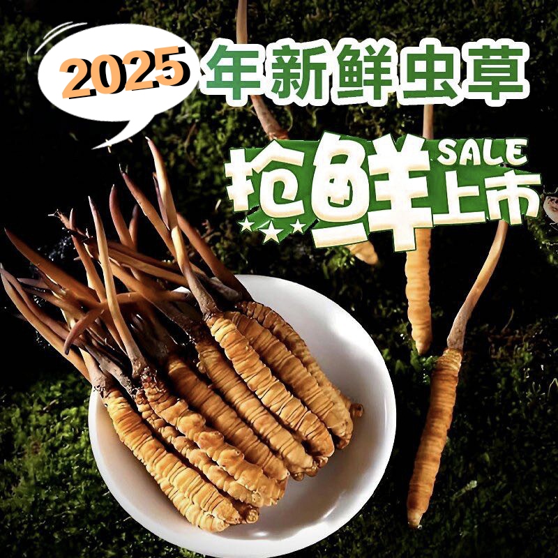 【0.6g/根100根装】藏地御龍2025头期新鲜冬虫夏草高端精品滋补养生