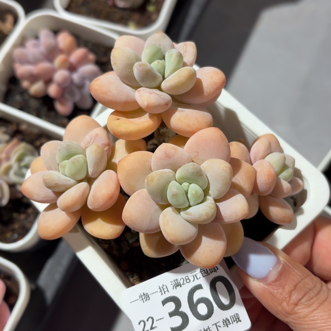 珍妮手指无盆土发货无盆