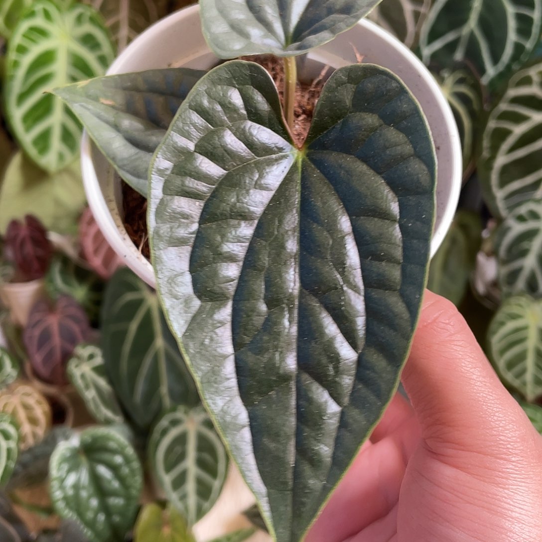 完全开放奢华花烛