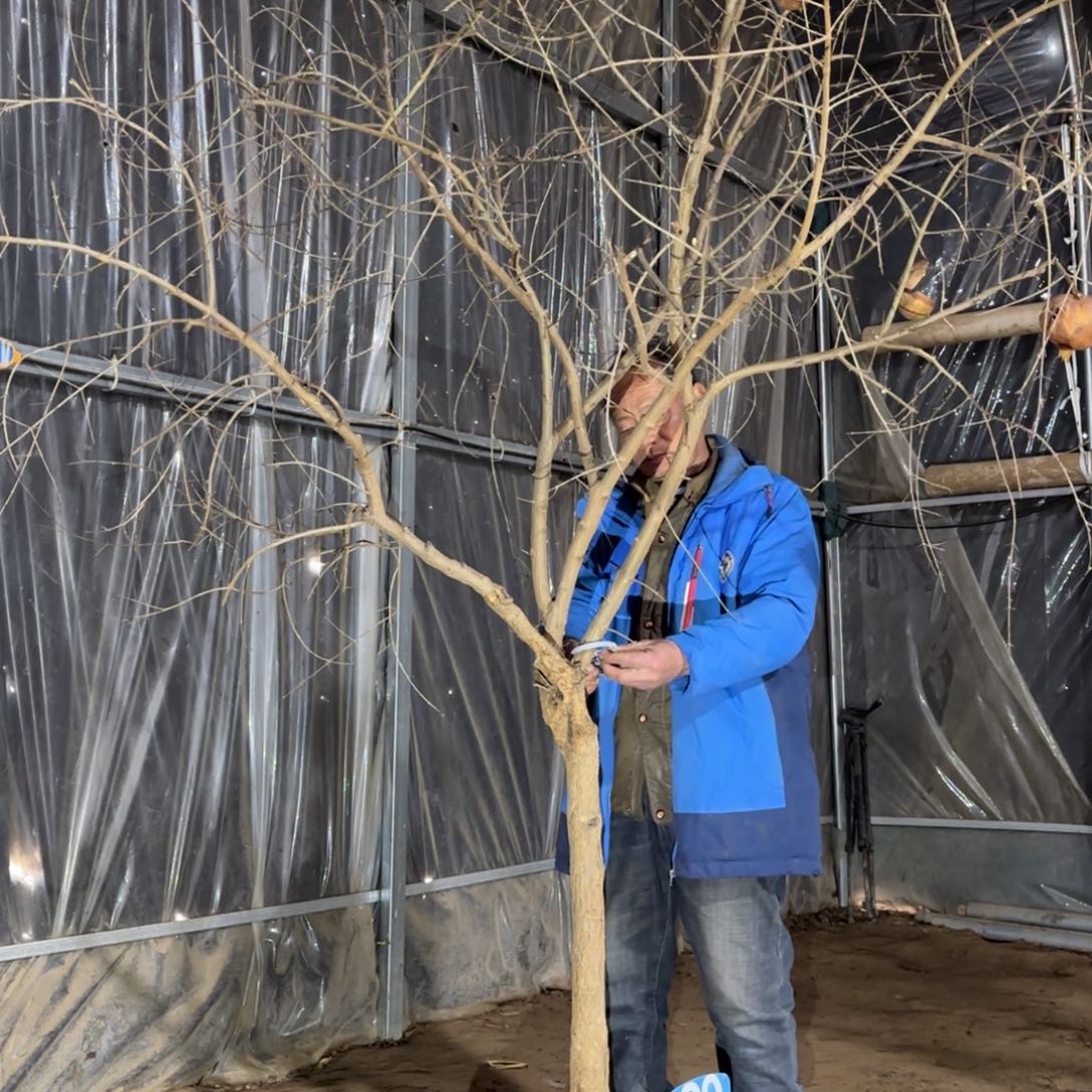 大***虎完全开放突尼斯软籽石榴树